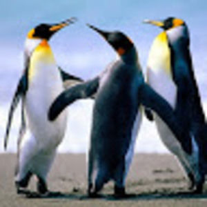 Meet your Posher, Wube